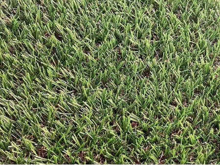 TS ECOGREEN TURF