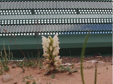 Barrera rompevientos para agricultura, barrera para generar microclimas