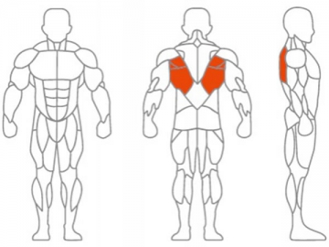 Máquina para curl de piernas invertido